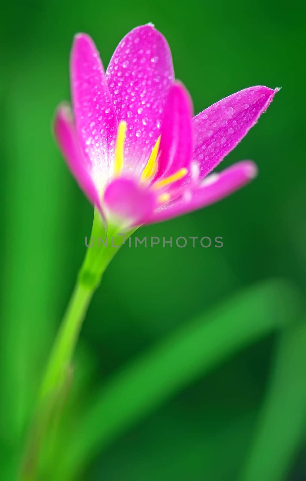 She's Scientific name is called Zephyranthes grandiflora