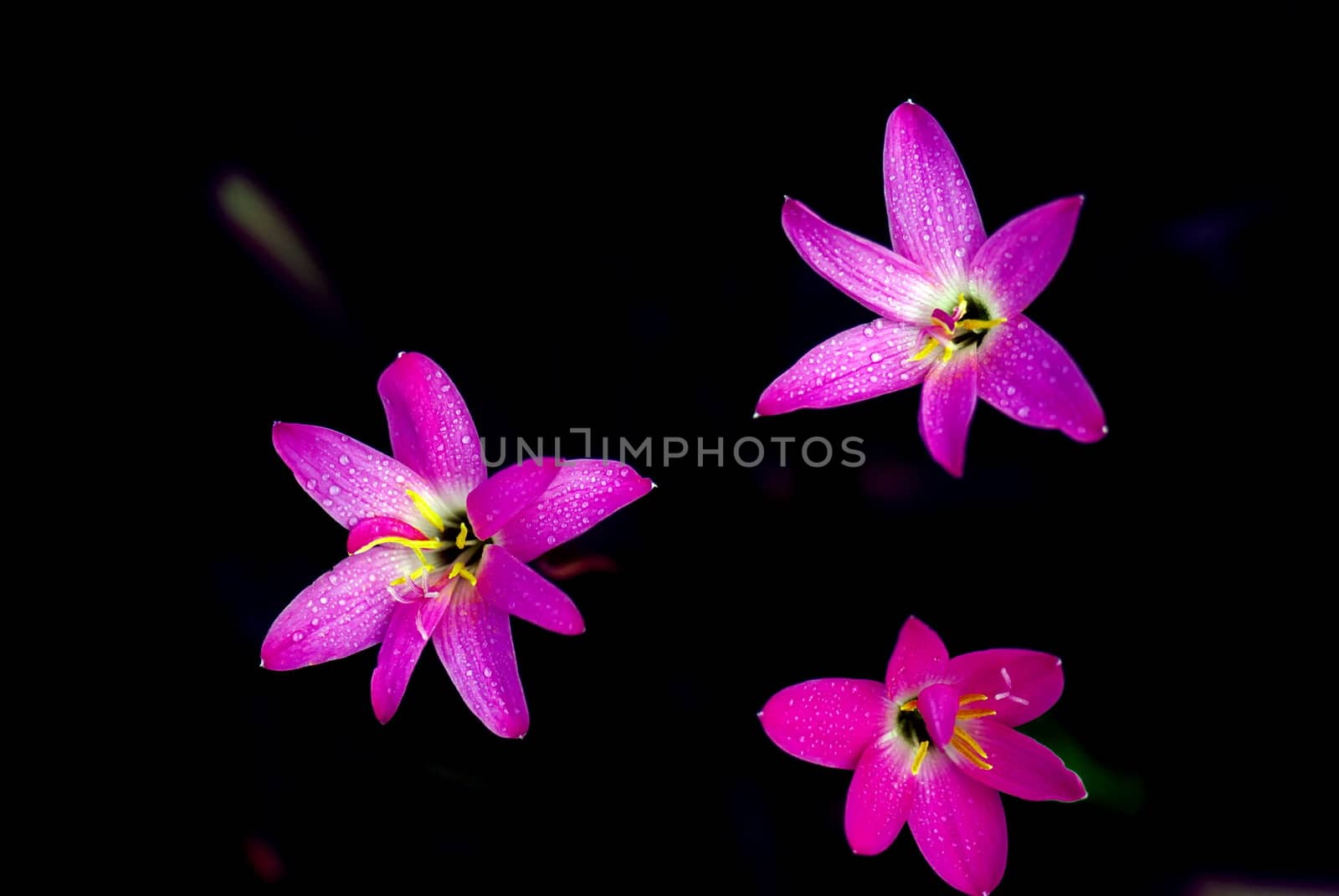 She's Scientific name is called Zephyranthes grandiflora