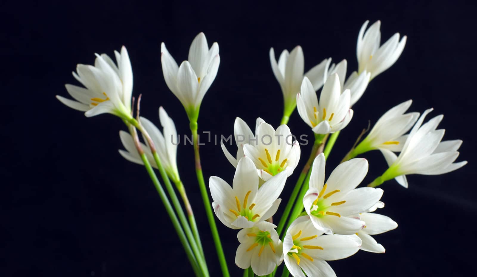 She's Scientific name is called Zephyranthes grandiflora