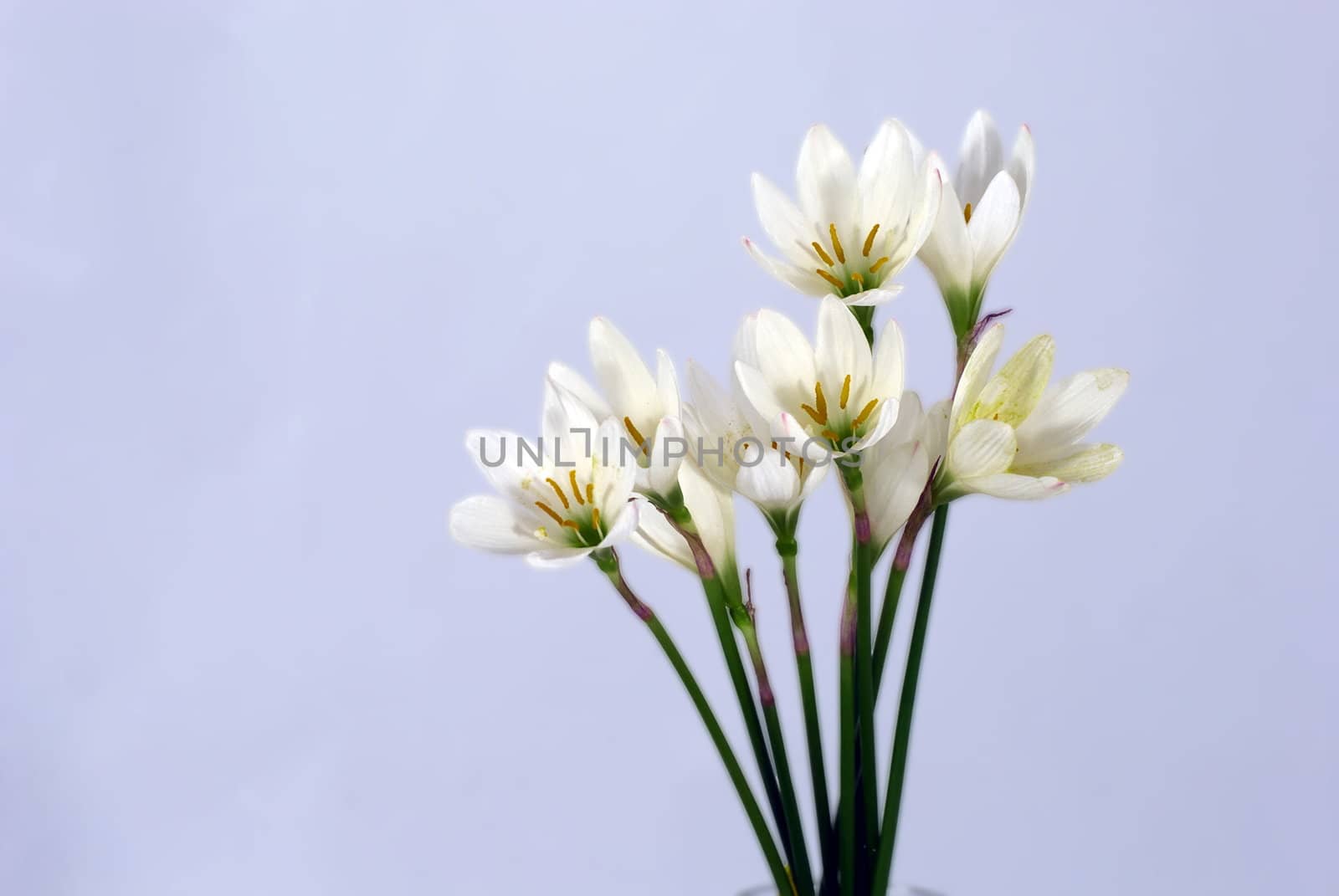 She's Scientific name is called Zephyranthes grandiflora