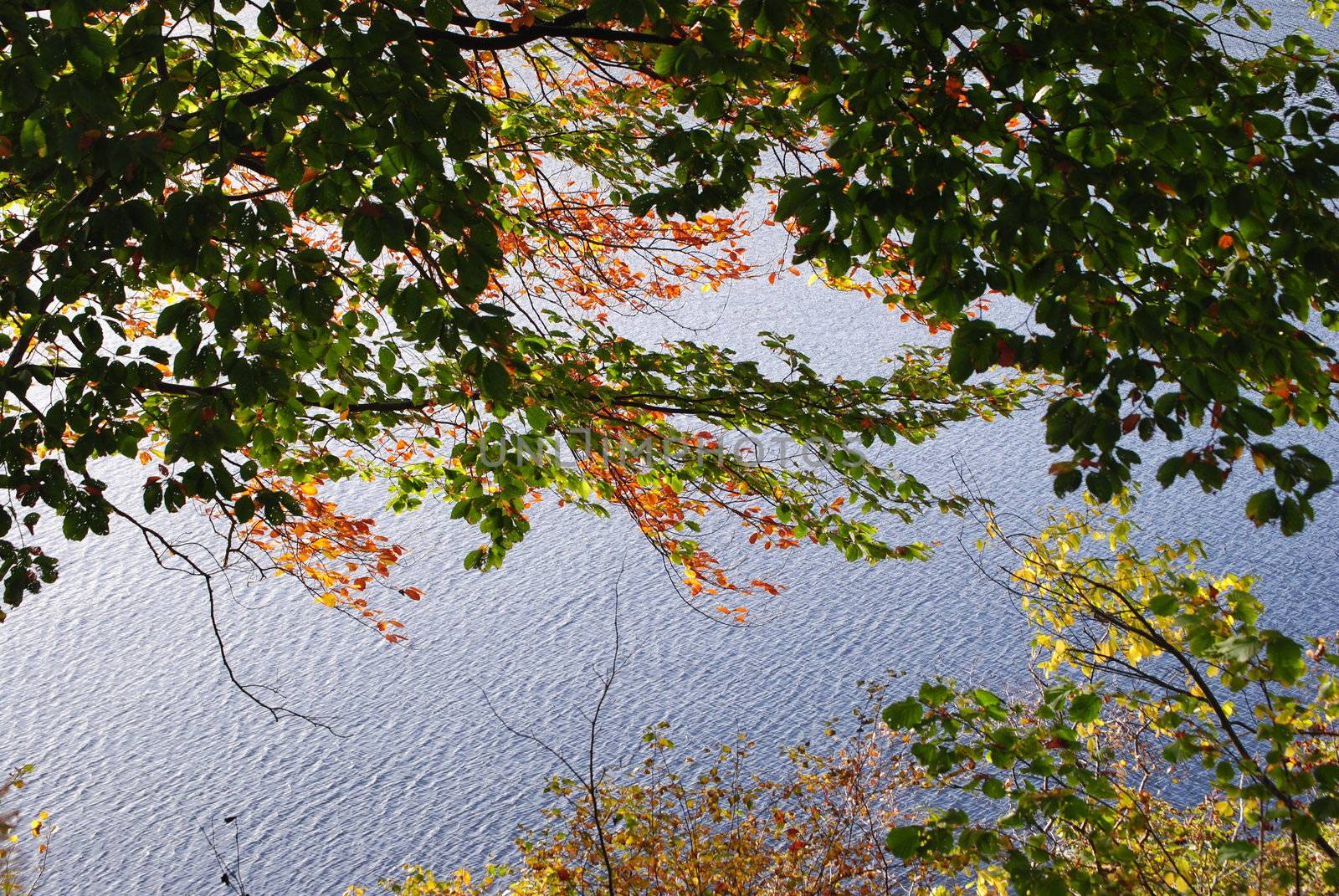 fall tree and water