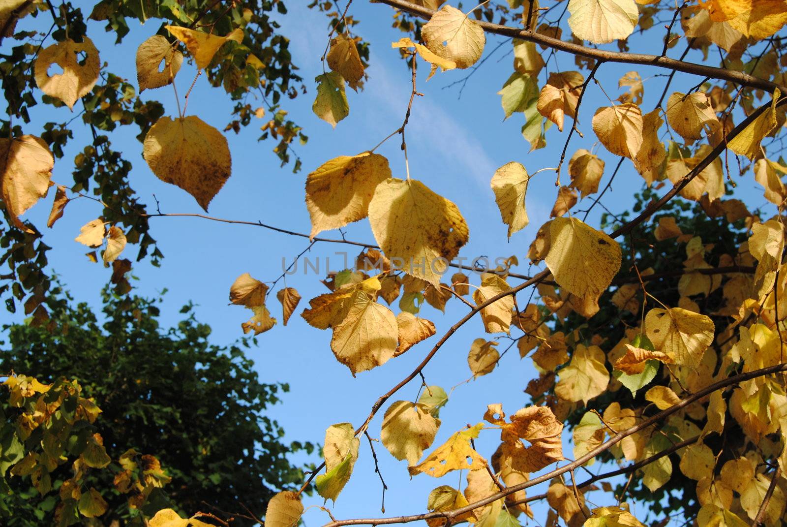 fall leafs by viviolsen