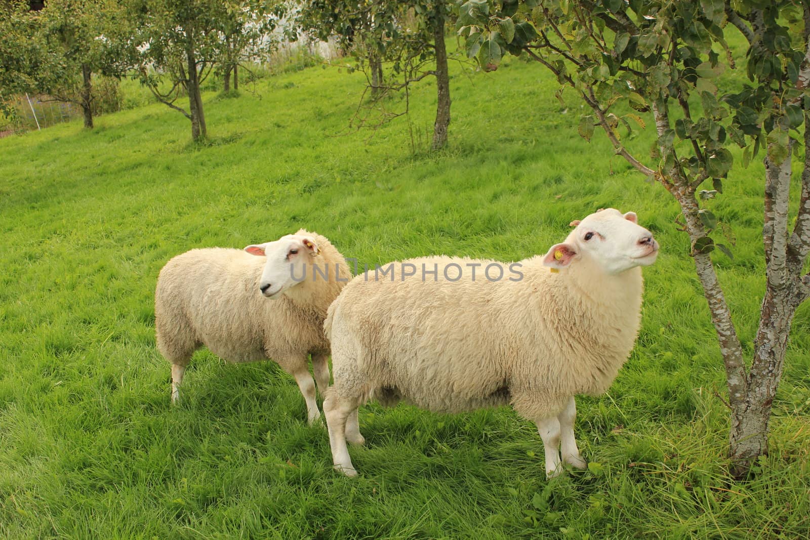 Sheeps in fruitgarden