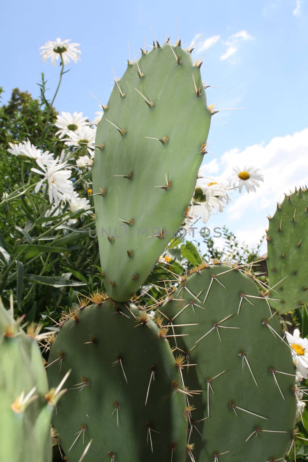 Green cactus, among other beautiful plants in summer 