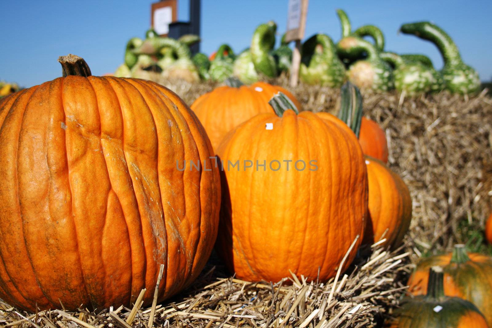 Round pumpkins  by photochecker