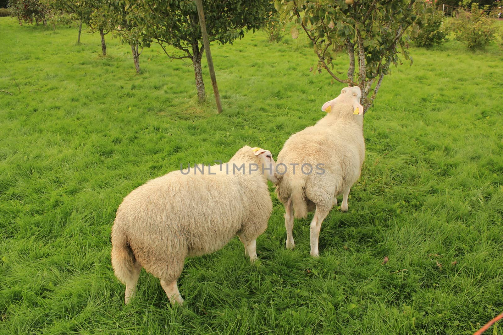 Two sheeps in fruit garden
