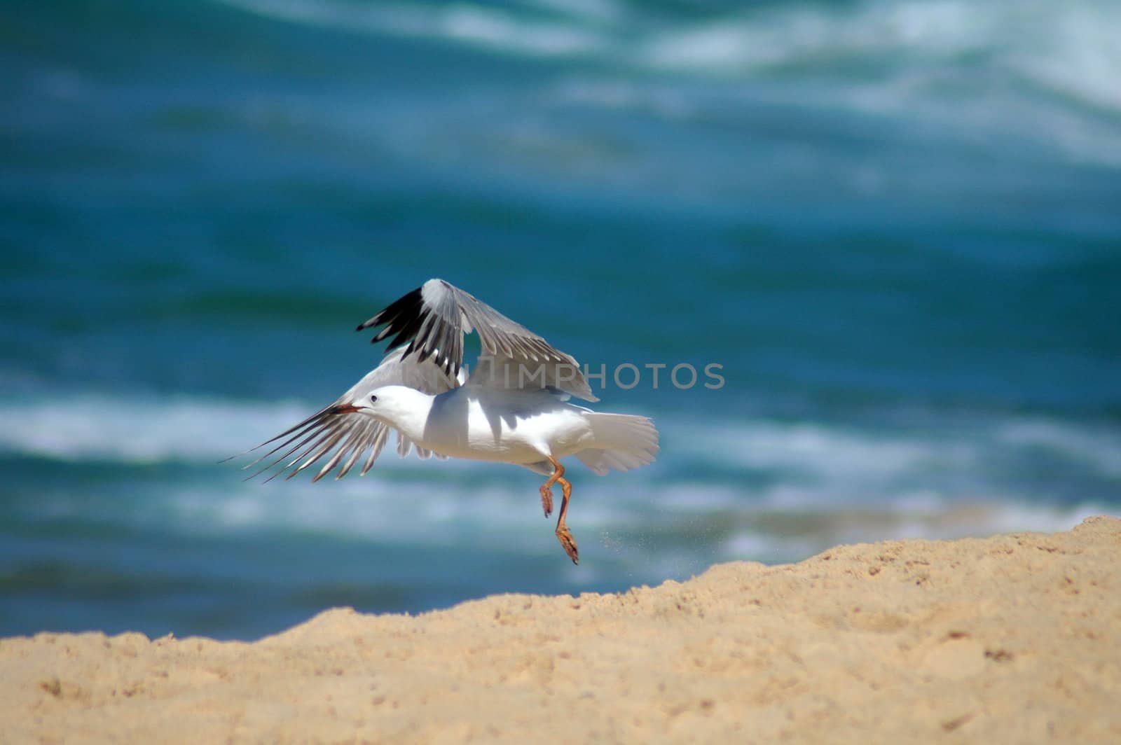 flying seagull by rorem