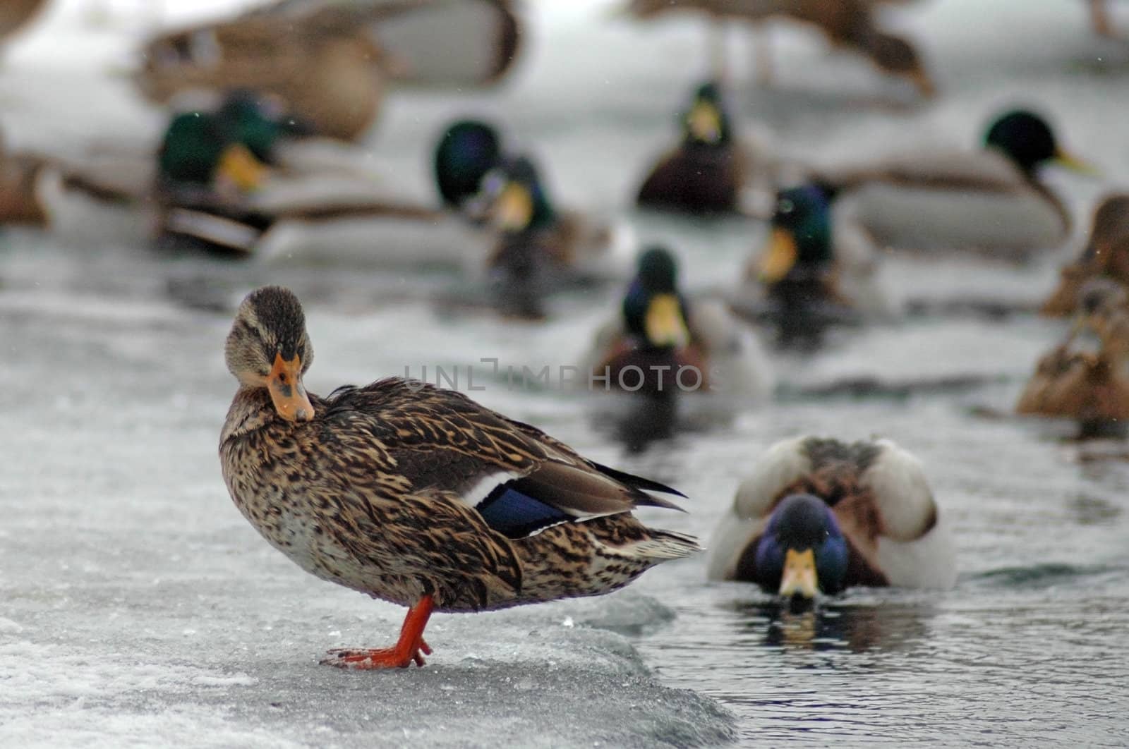 ducks swimming in frozen pond, one duck standing on ice