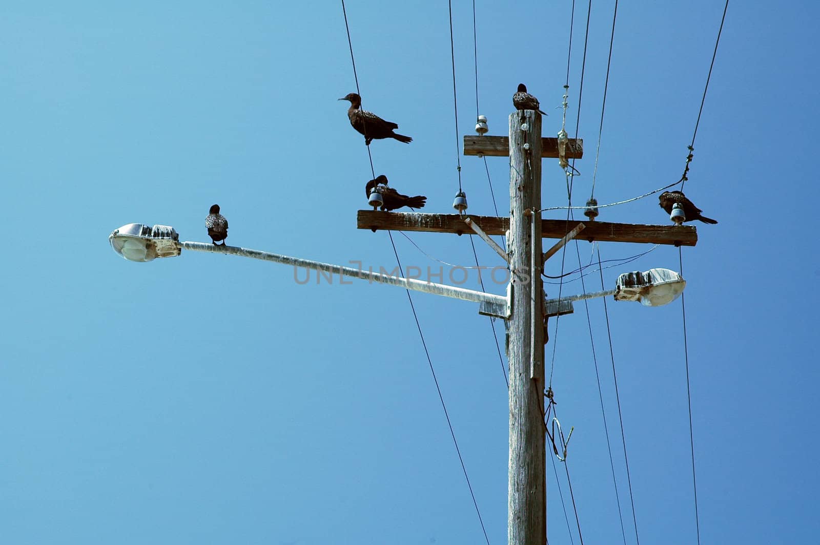five black birds sitting on a lamp pole