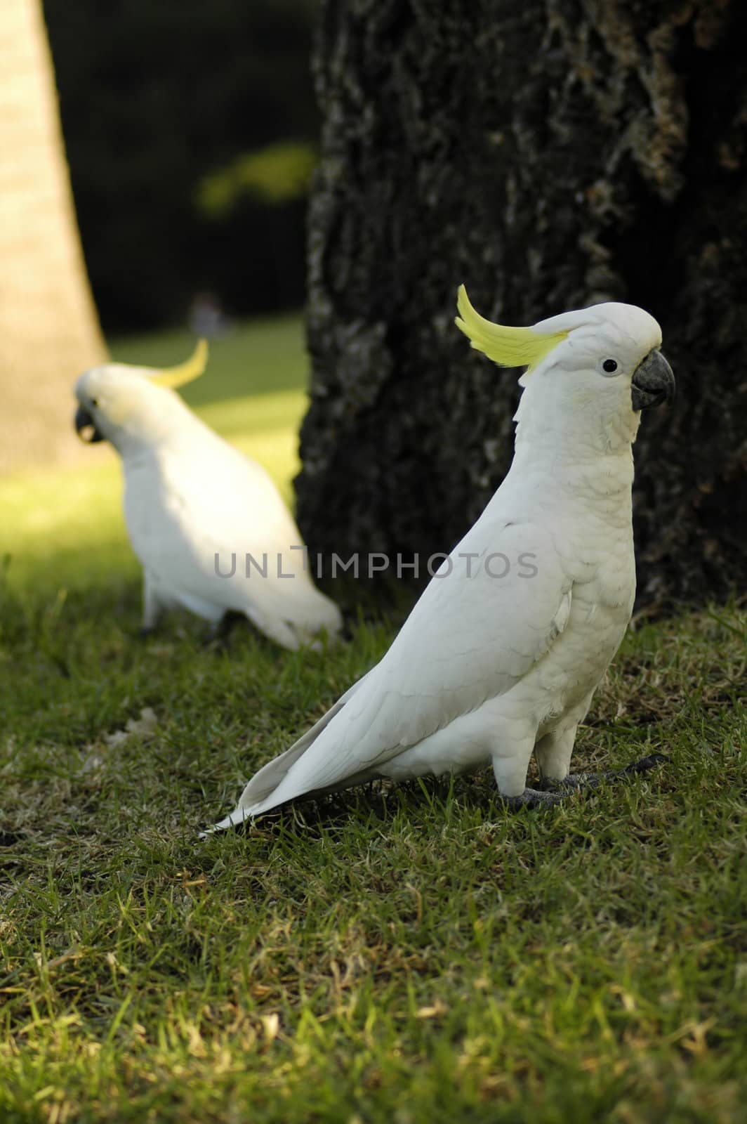 two white parrots with yellow feathers on head