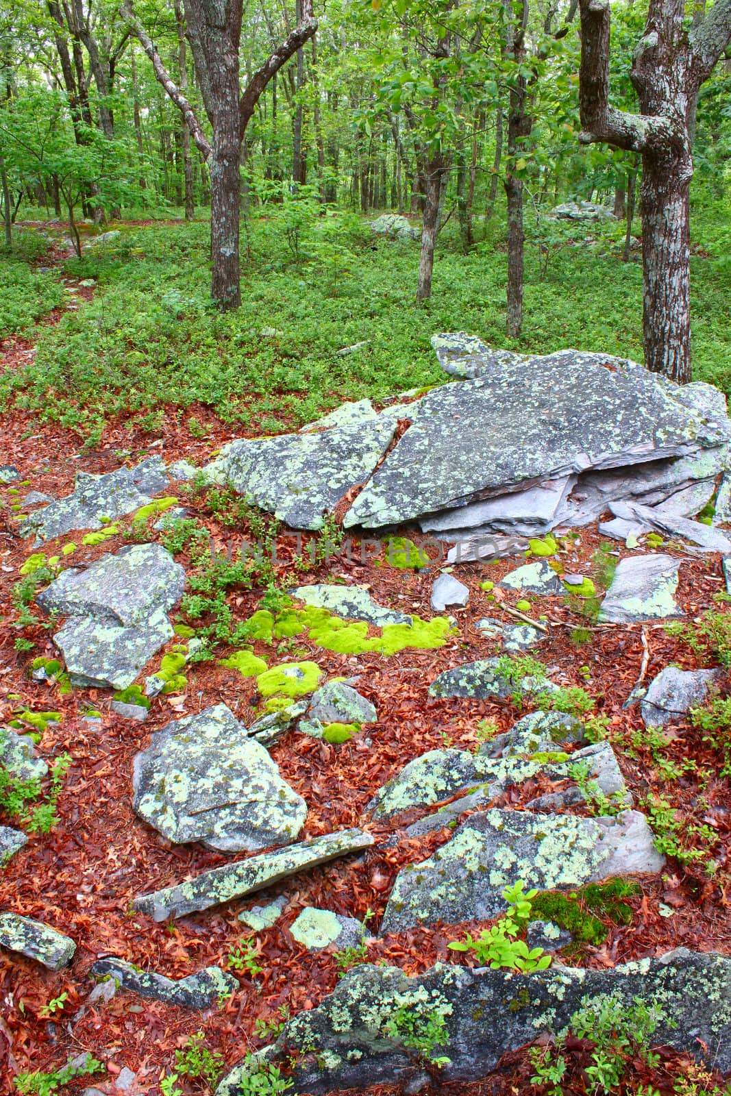 Cheaha State Park - Alabama by Wirepec