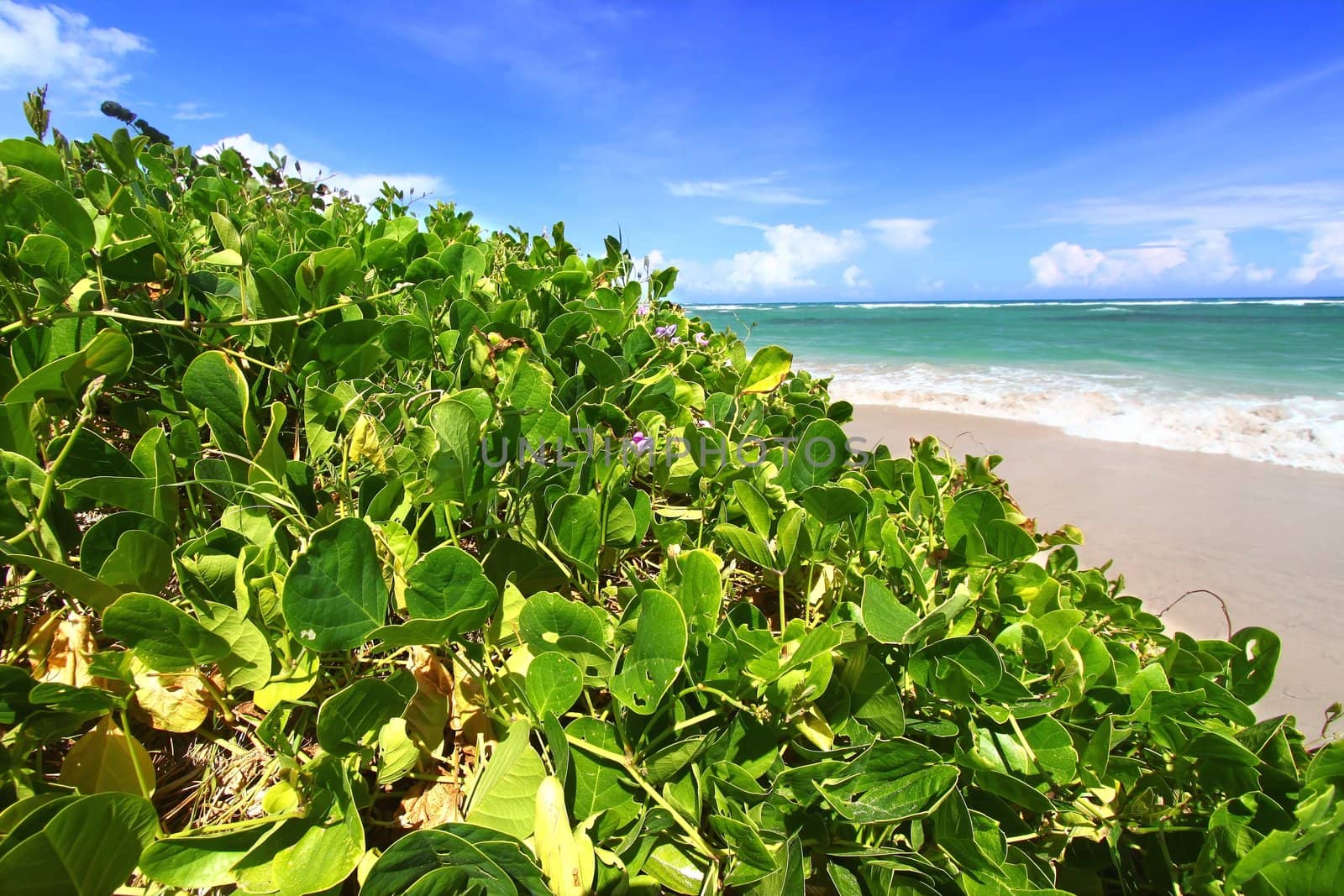 Lush vegetation grows along the coast at Anse de Sables Beach in Saint Lucia.