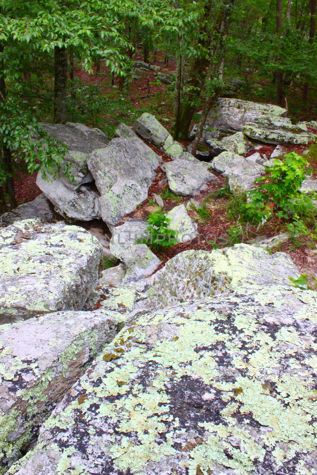 Rocks scatter the landscape at Cheaha State Park in Alabama.