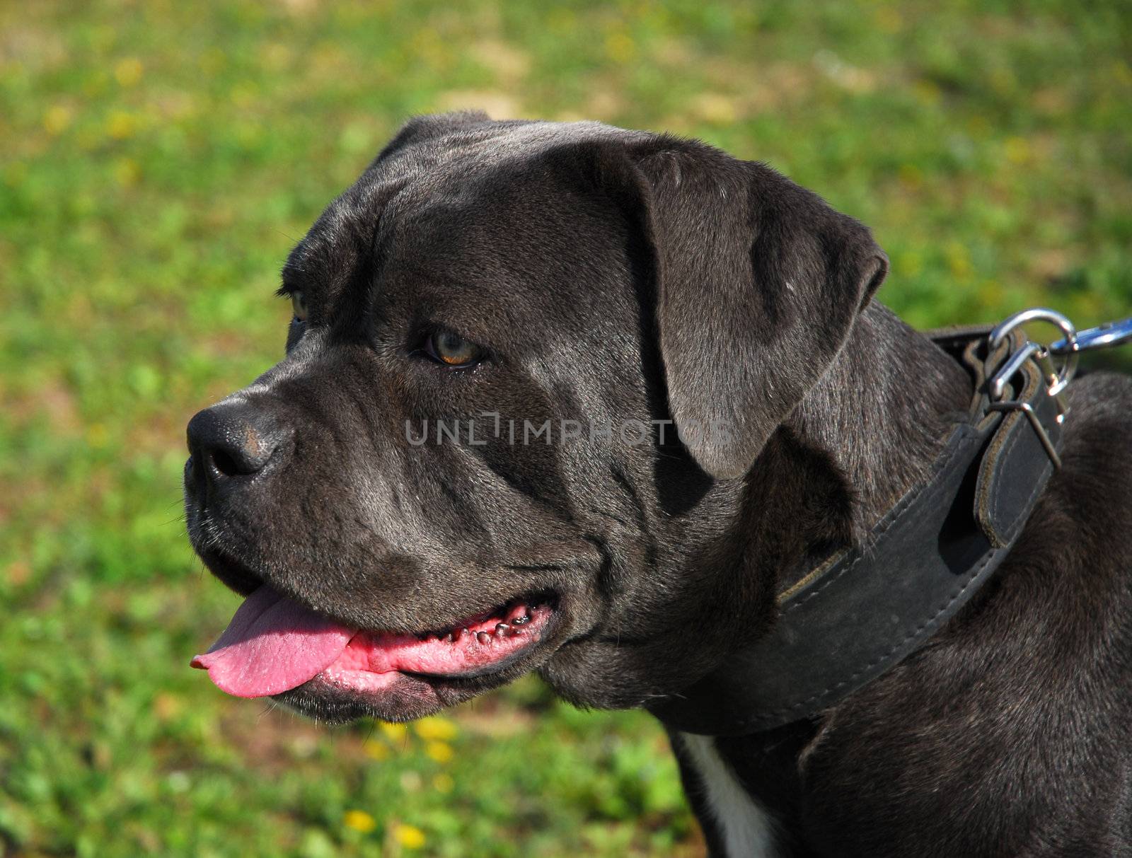 portrait of italian mastiff