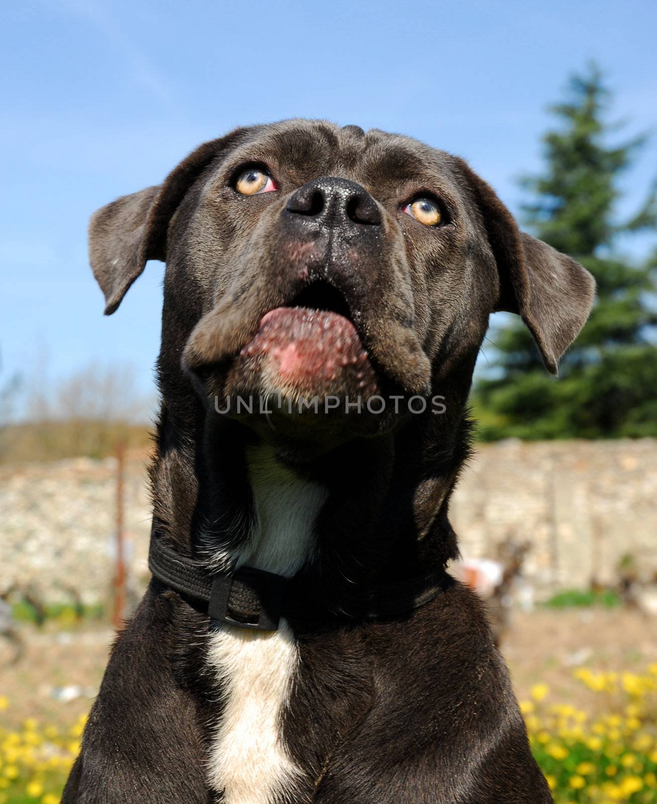 portrait of italian mastiff