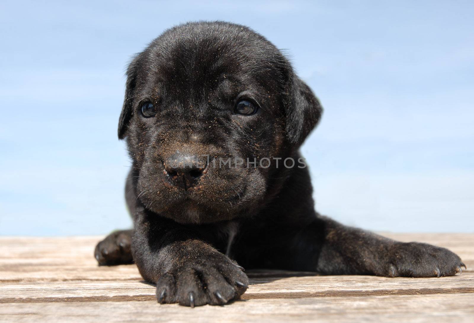 portrait of puppy italian mastiff