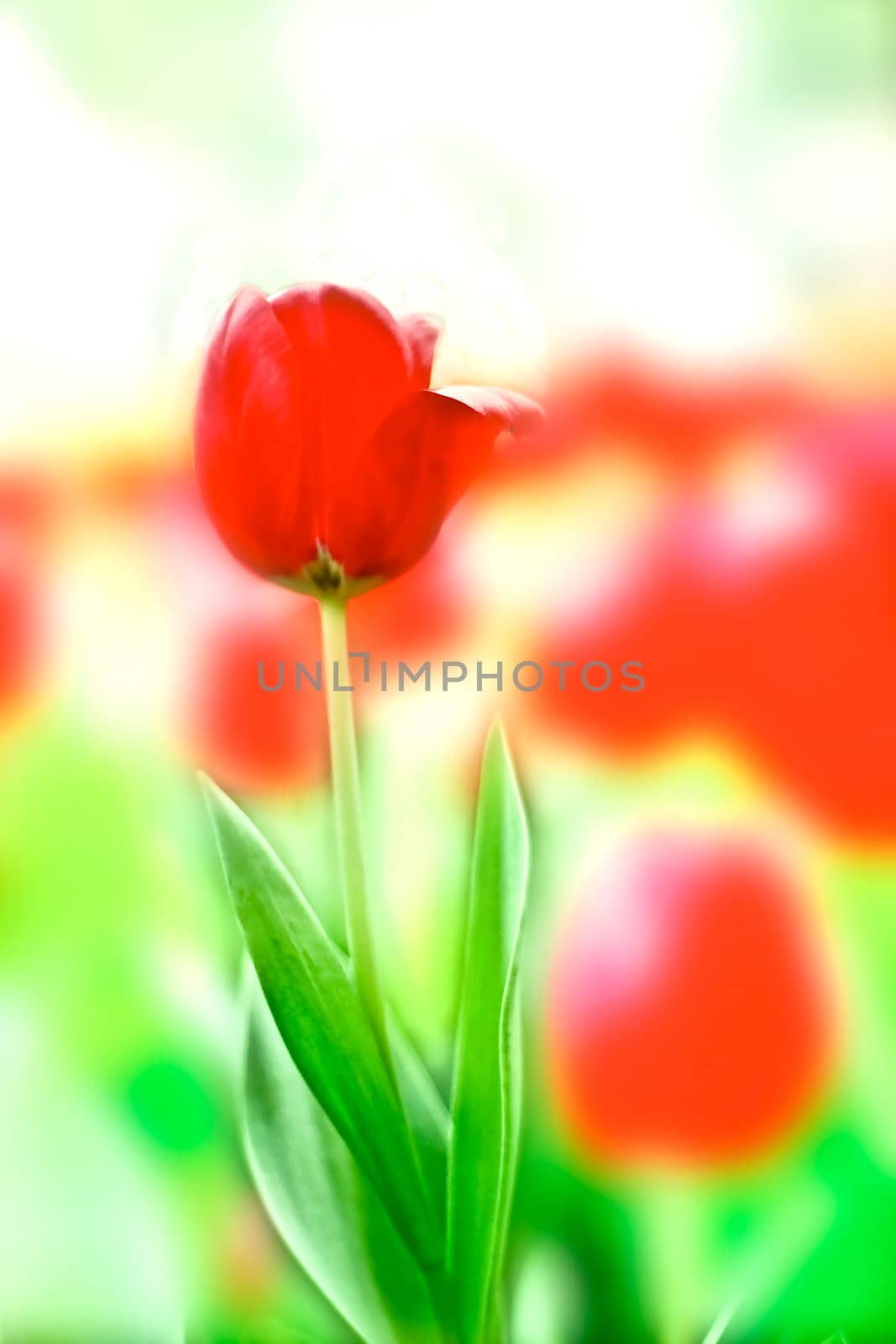 A Tulip in flowerbed with blurred background