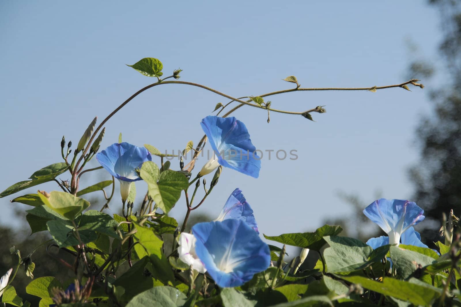 fleurs: volubilis