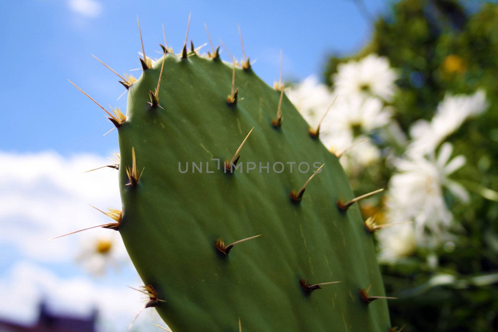 A pretty green cactus by photochecker