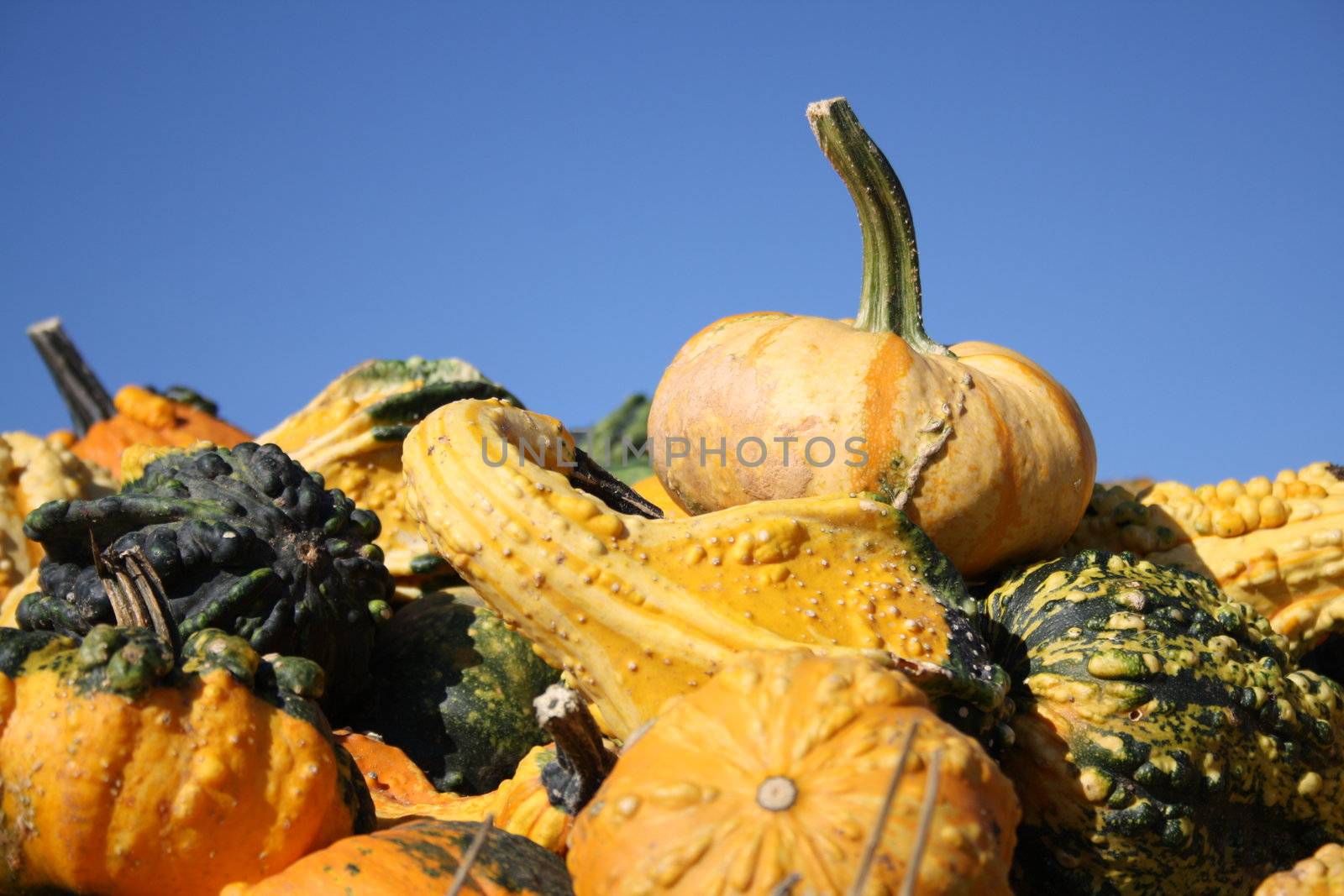 Pretty different types of pumpkins for sale