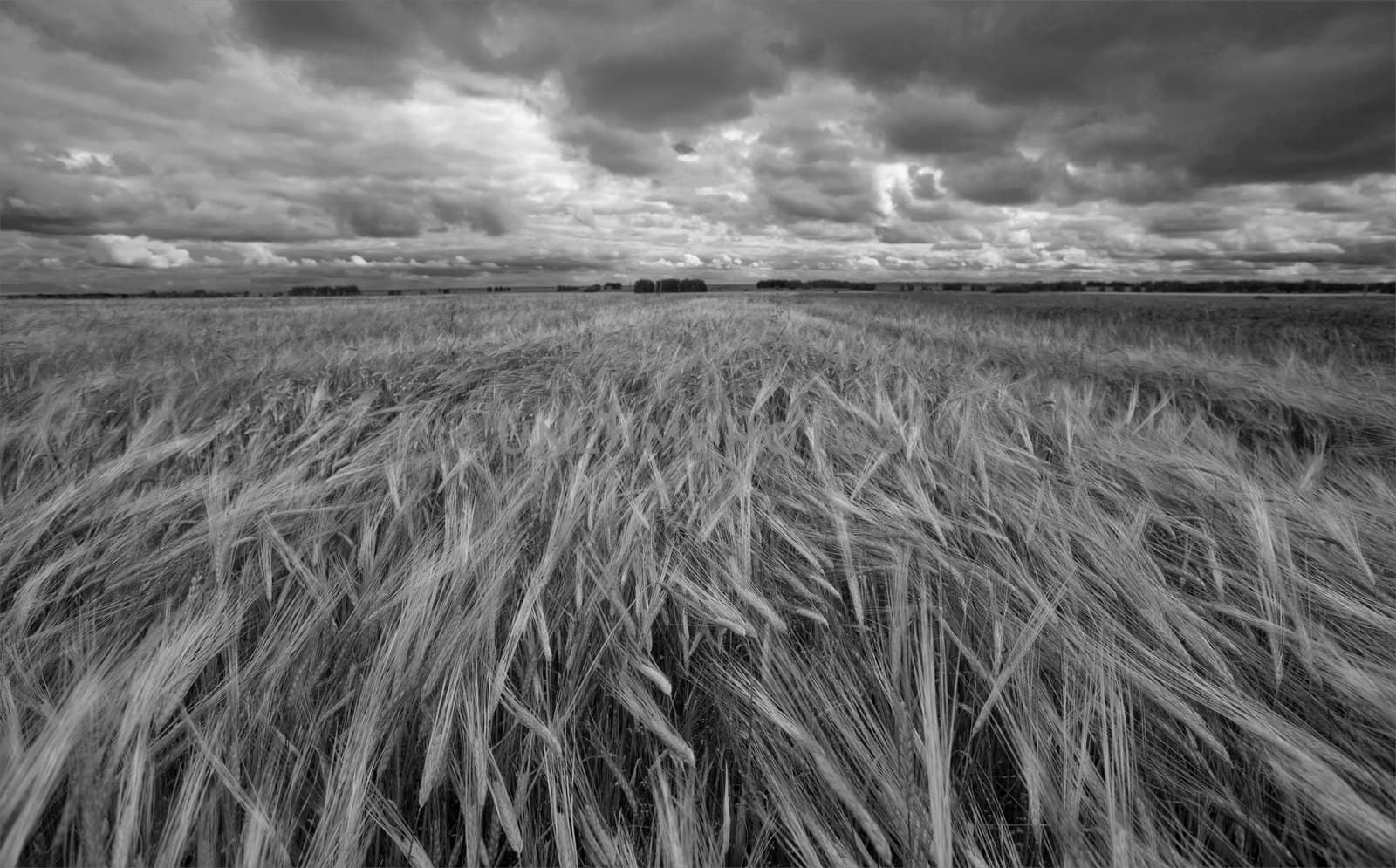 a field of rye by VitVet
