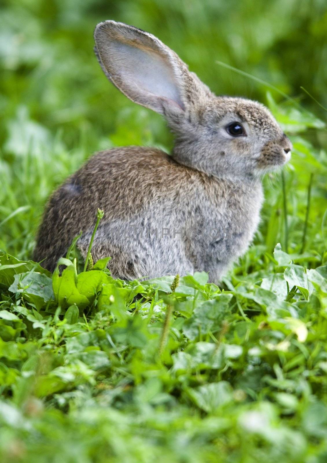 Rabbit sitting in the grass on the farm