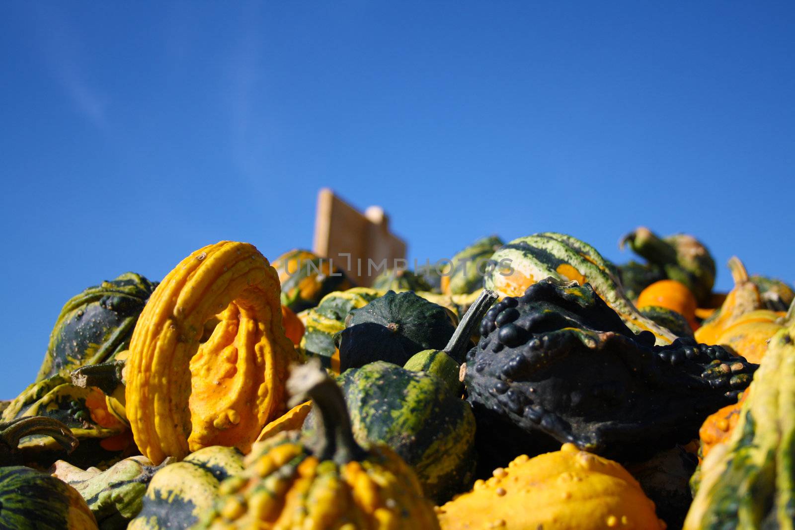 Pretty different types of pumpkins for sale