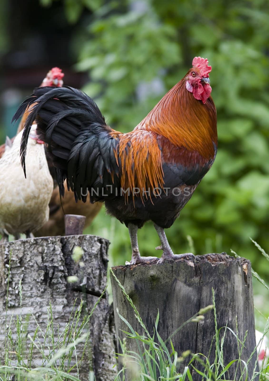 Rooster standing on the trunk and the sounds issuing