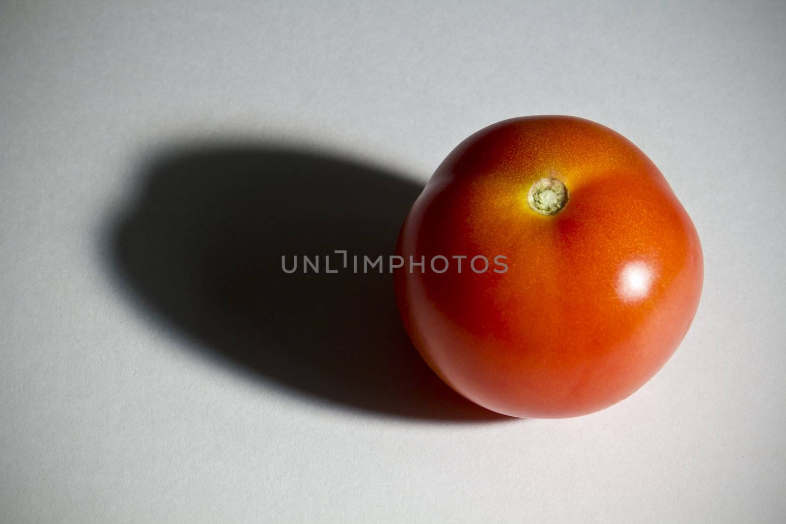 One red tomatoe in the spotlight