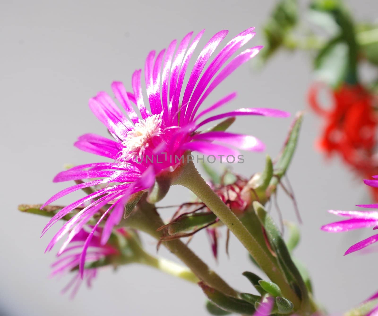 pink flower, close up