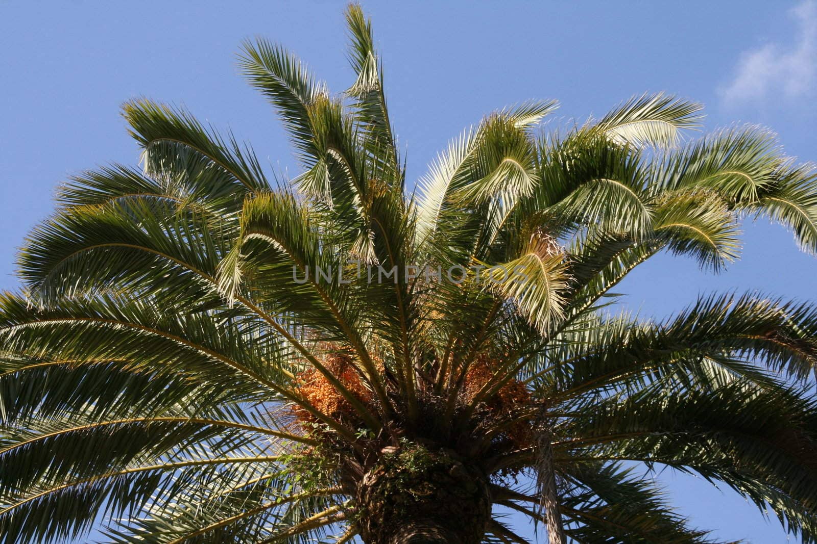 Palm tree in Spain, close-up