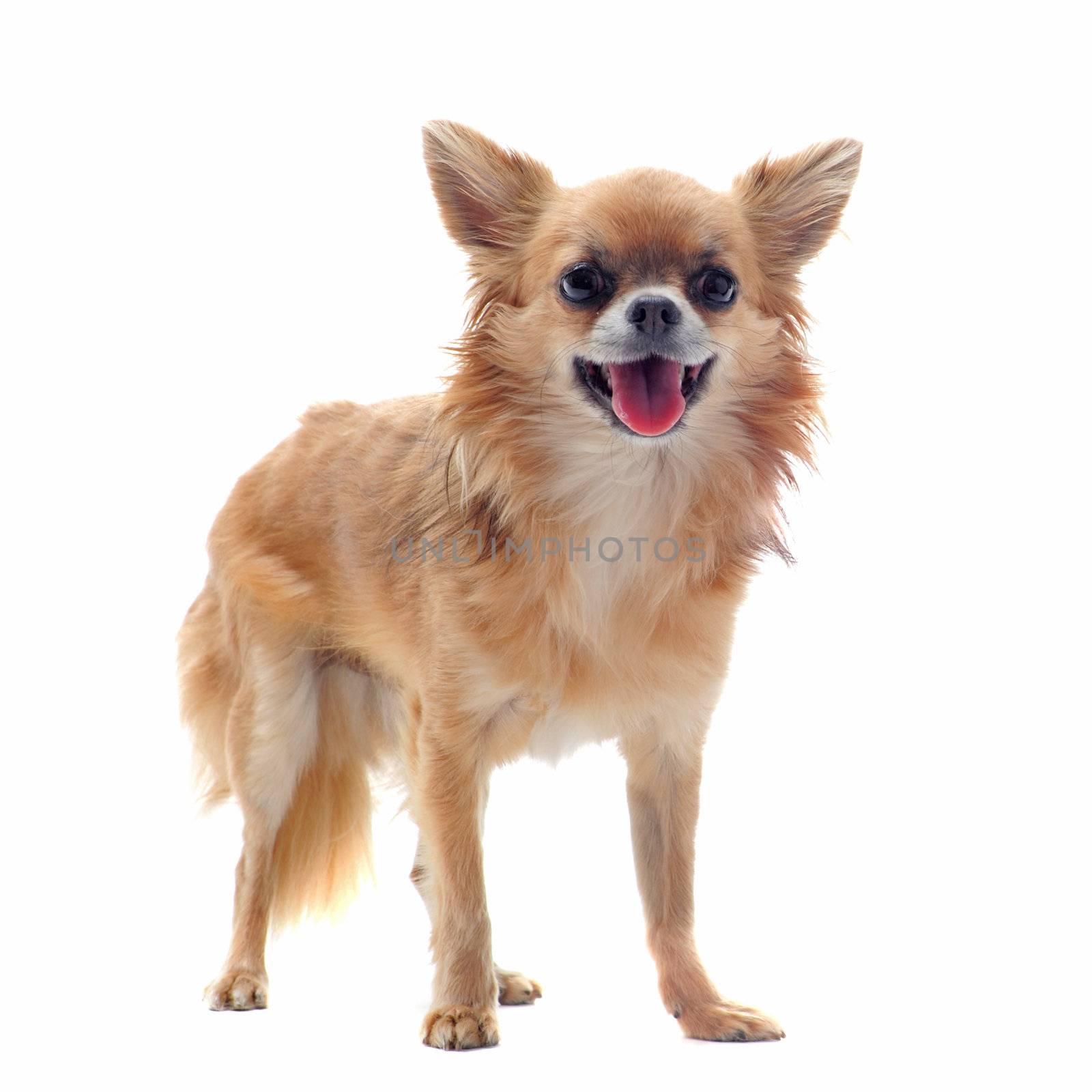 portrait of a cute purebred brown chihuahua in front of white background