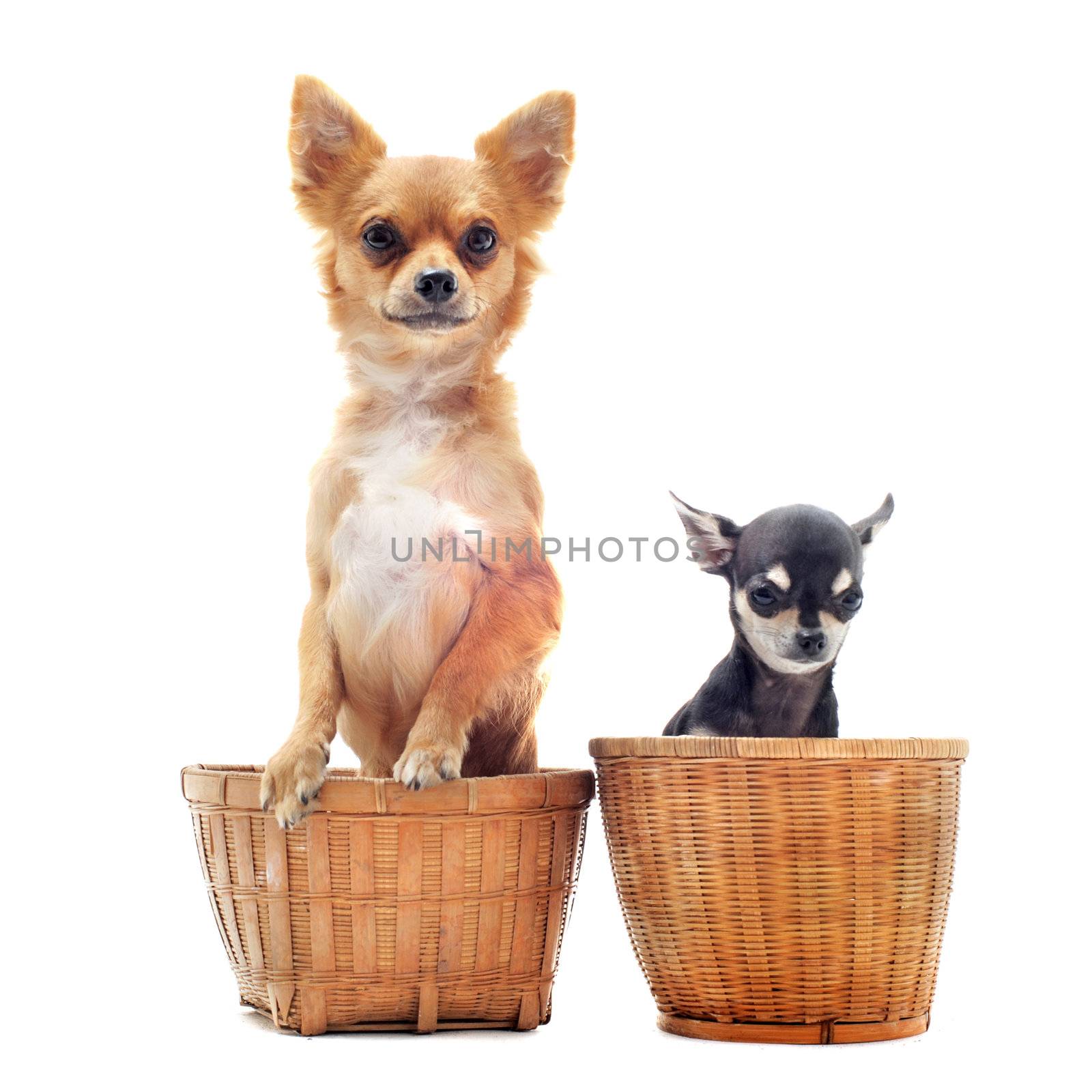 portrait of two purebred  chihuahuas in baskets in front of white background