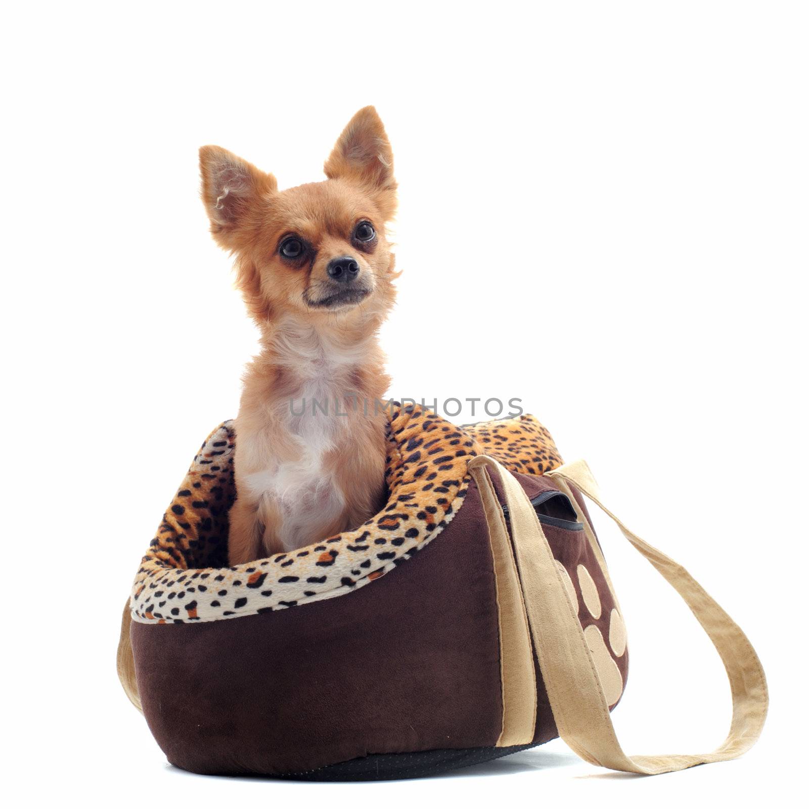 travel bag with chihuahua in front of white background
