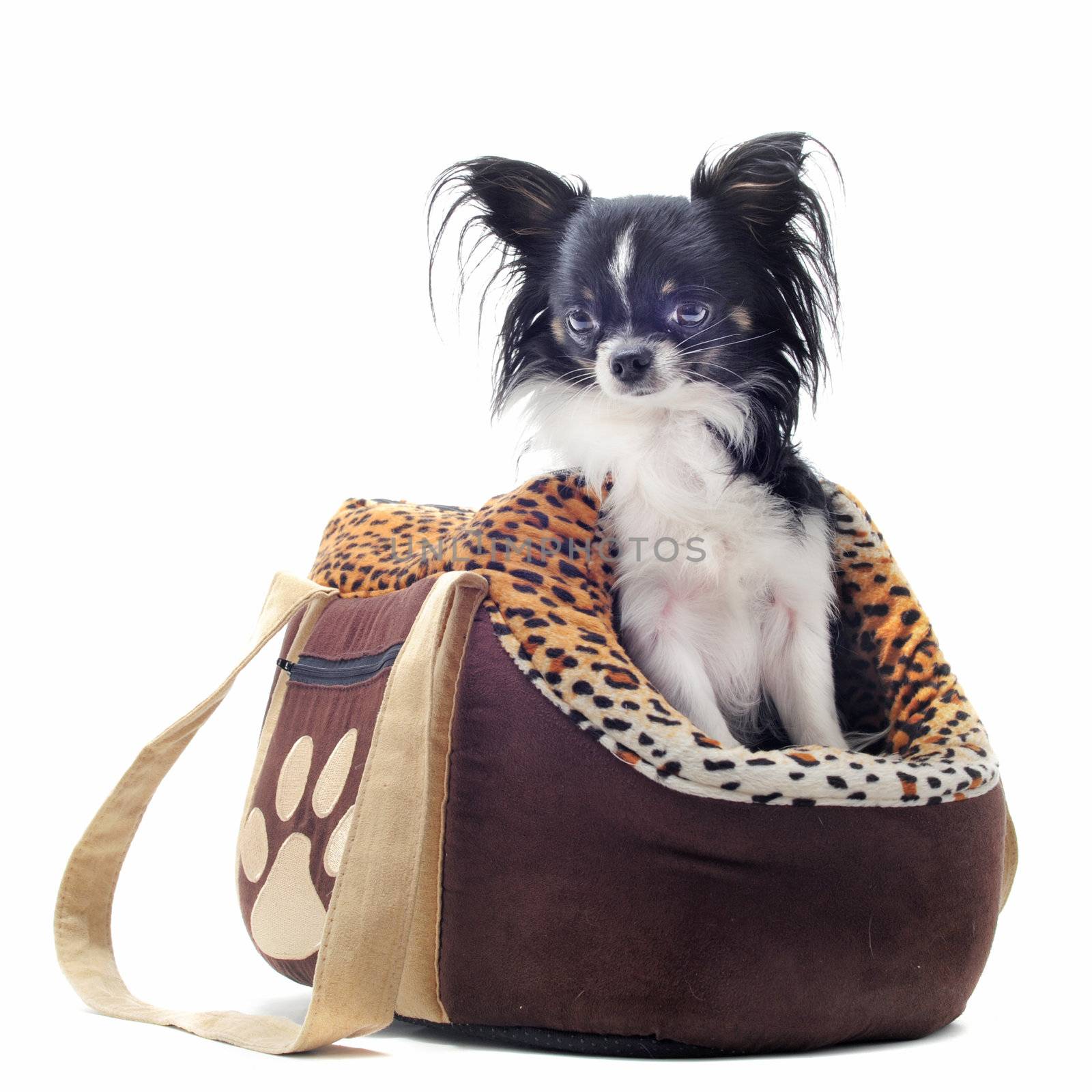 travel bag and chihuahua by cynoclub