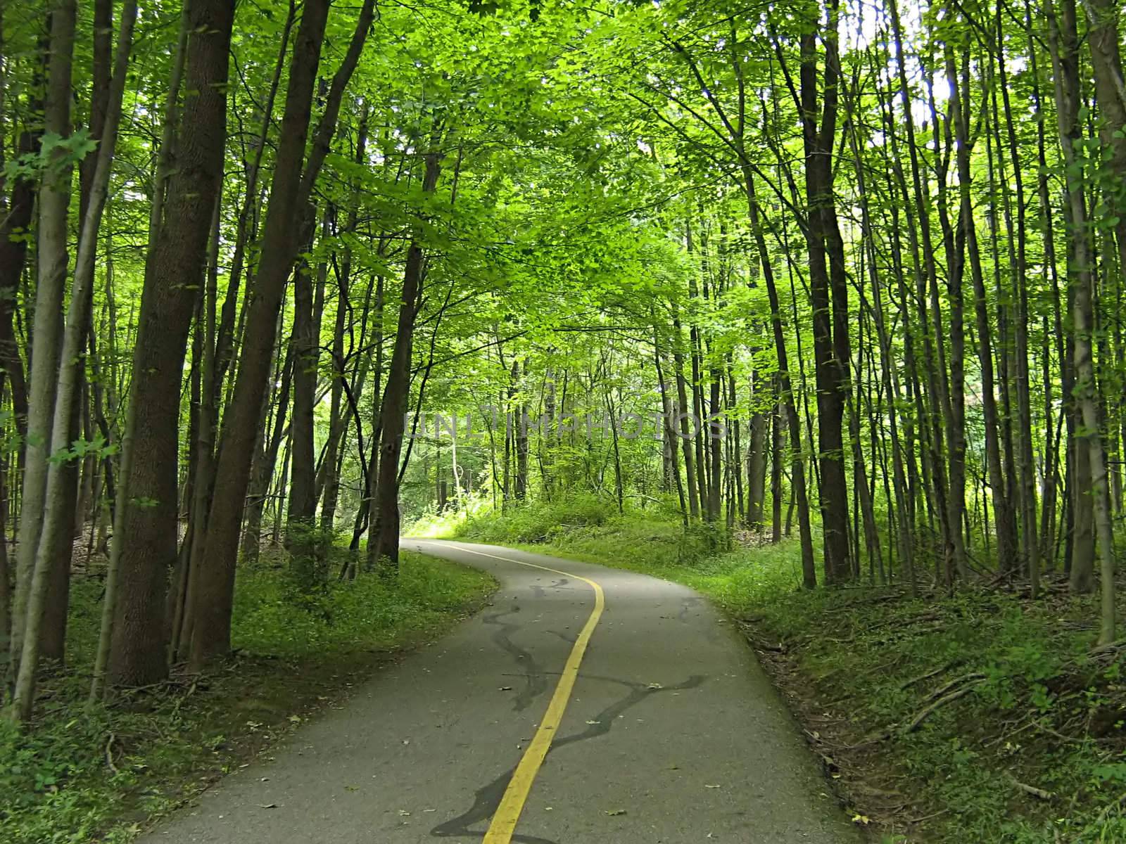 A photograph of a quiet walking trail.