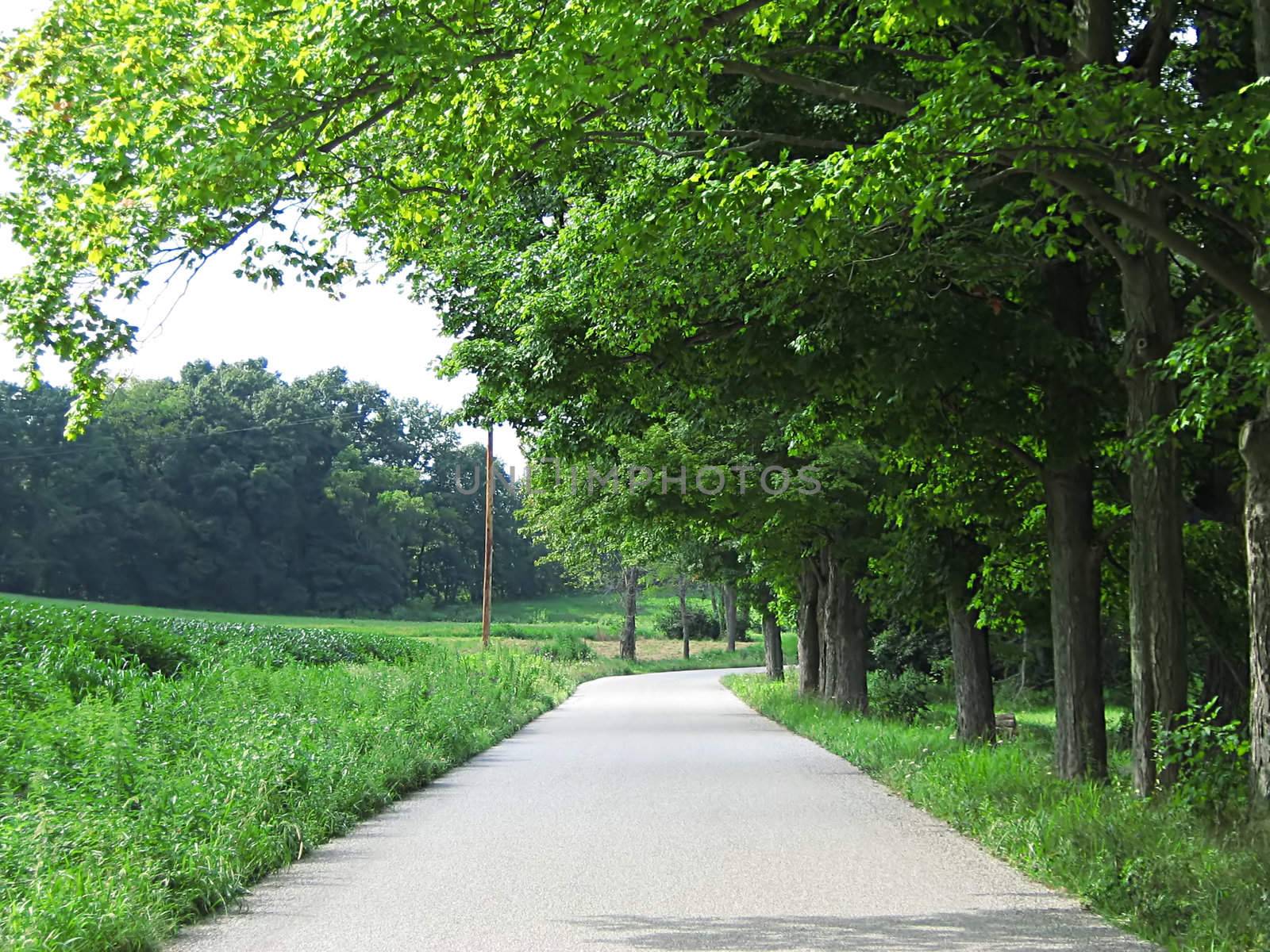 A photograph of a quiet country road.