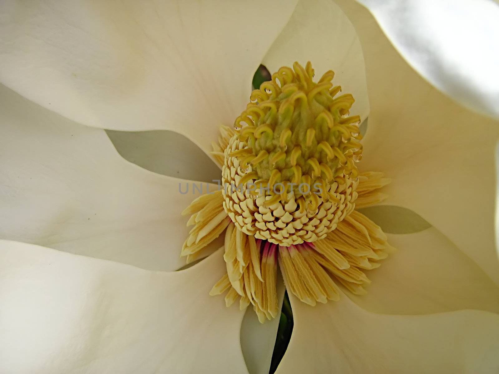 A photograph of a white flower in a field.