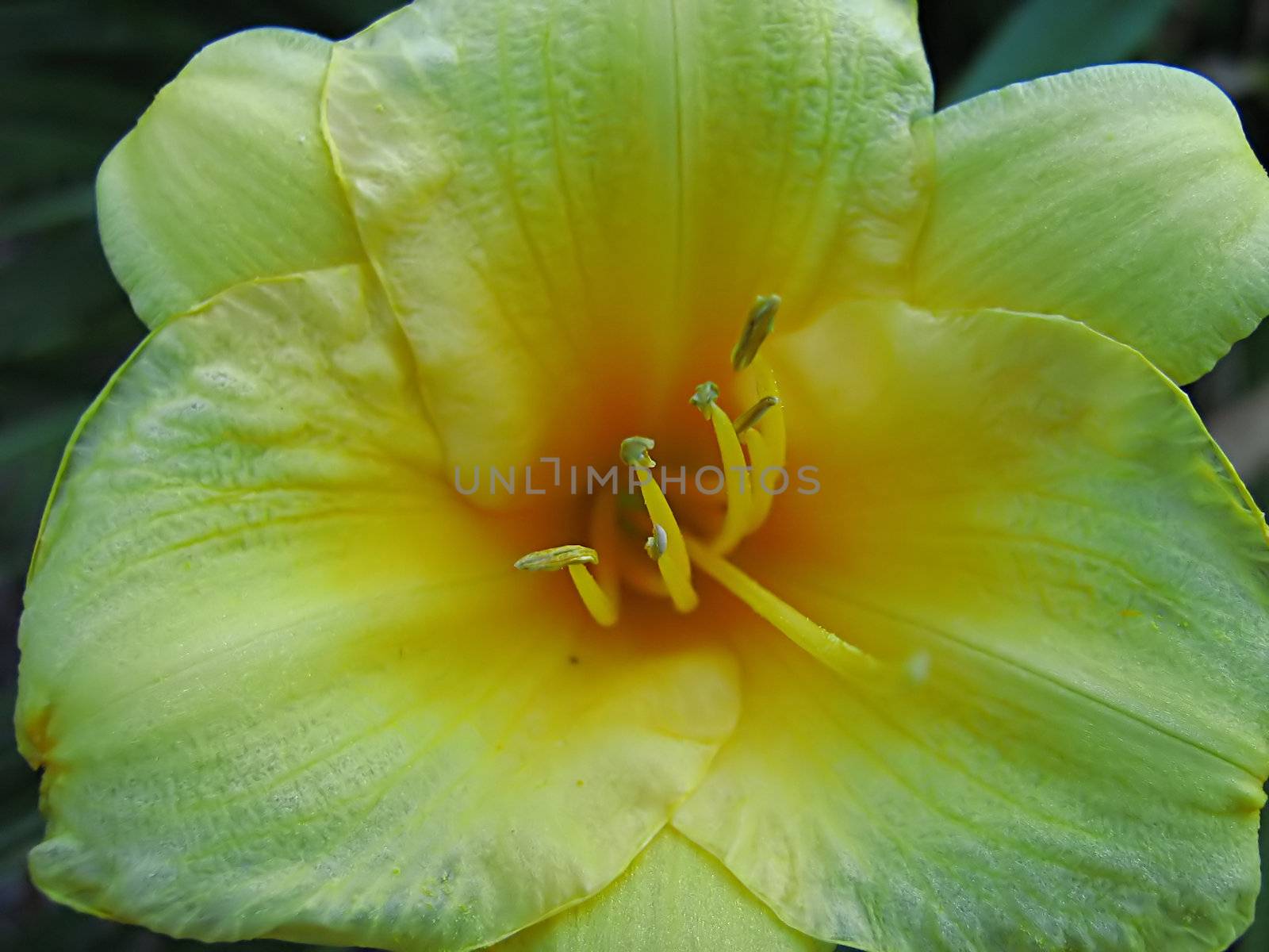 Yellow Flower by llyr8