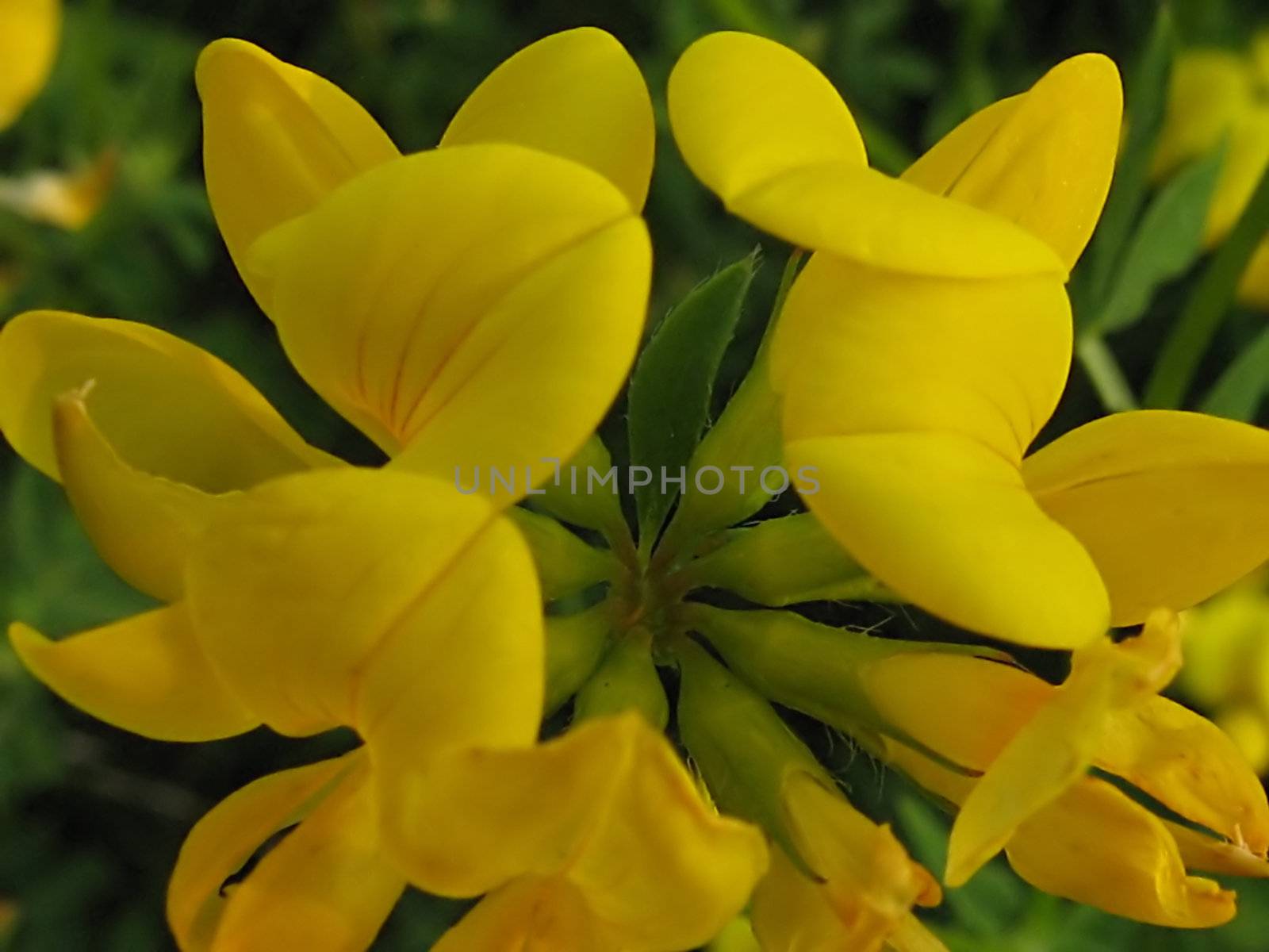 A photograph of a yellow flower in a field.