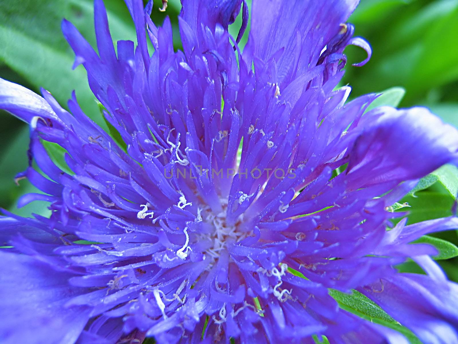Blue Flower by llyr8
