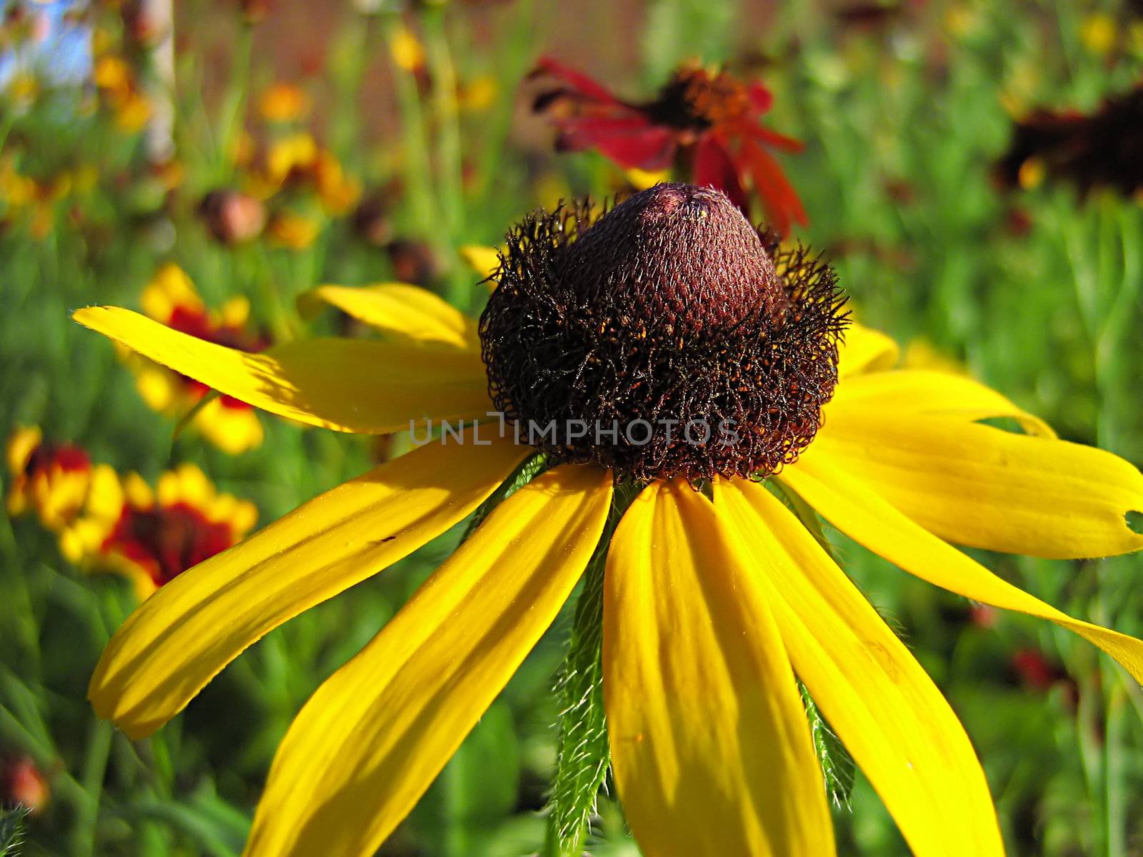 A photograph of a yellow flower in a garden.