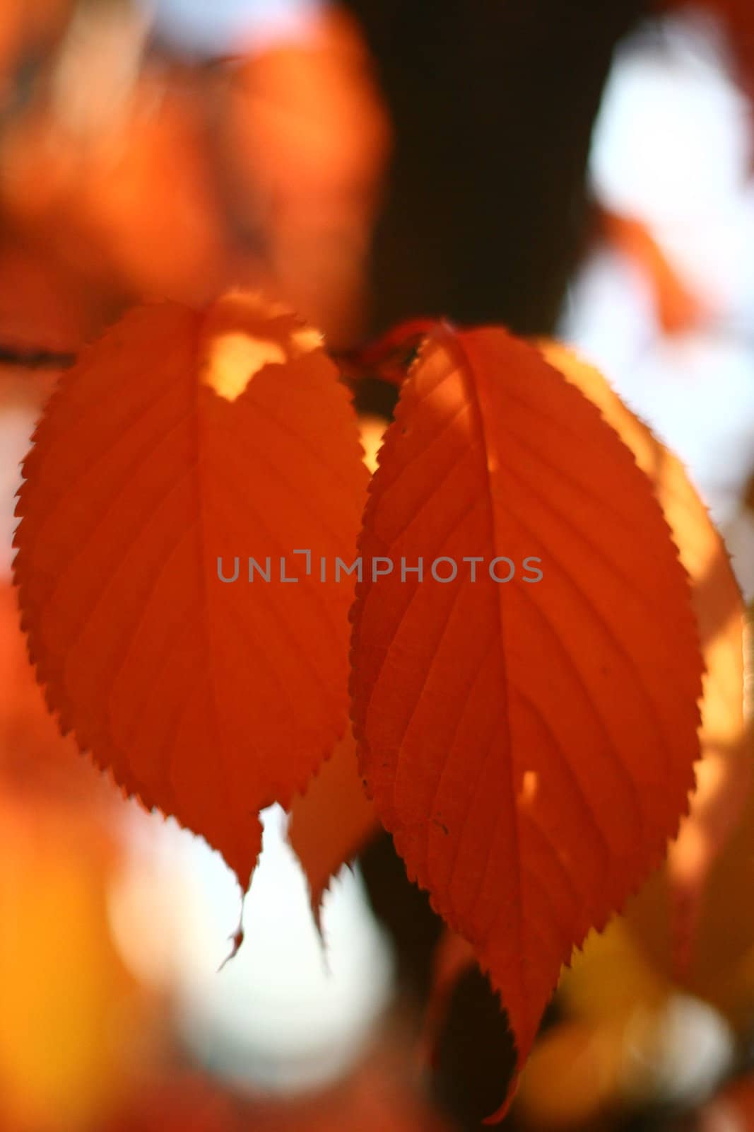 Beautiful fall leaves