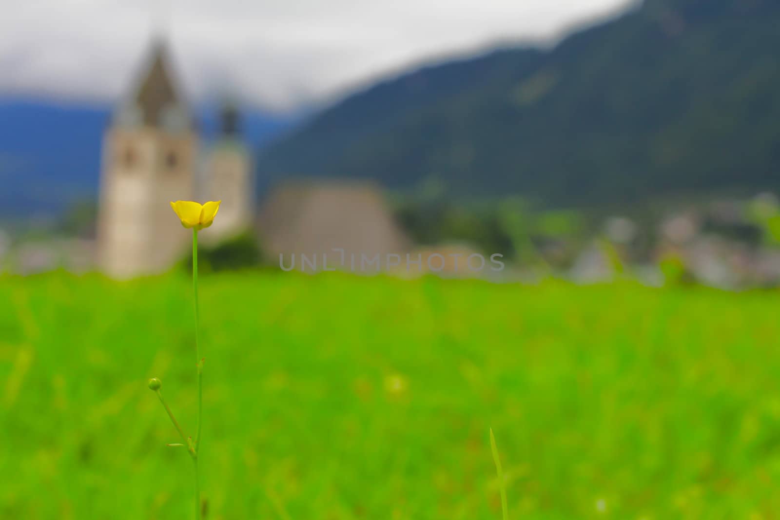 Yellow flower in the field shallow DOF