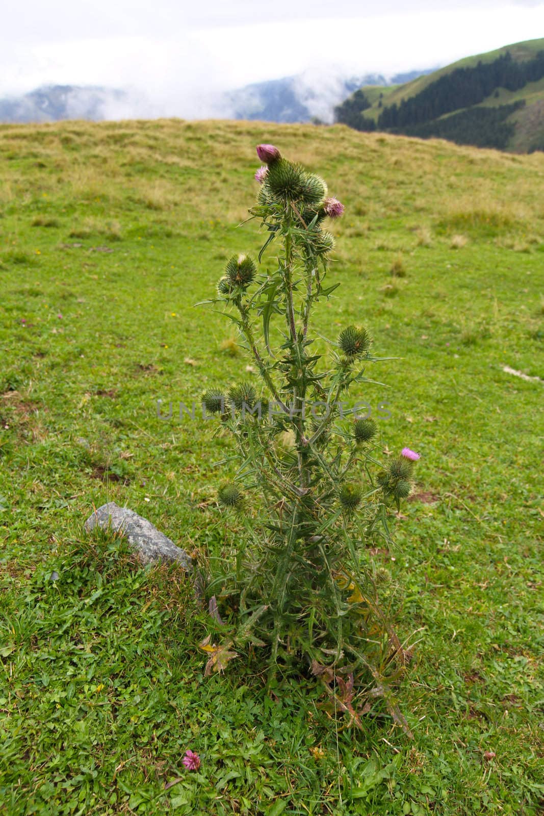 In the Alps - Wild Flower