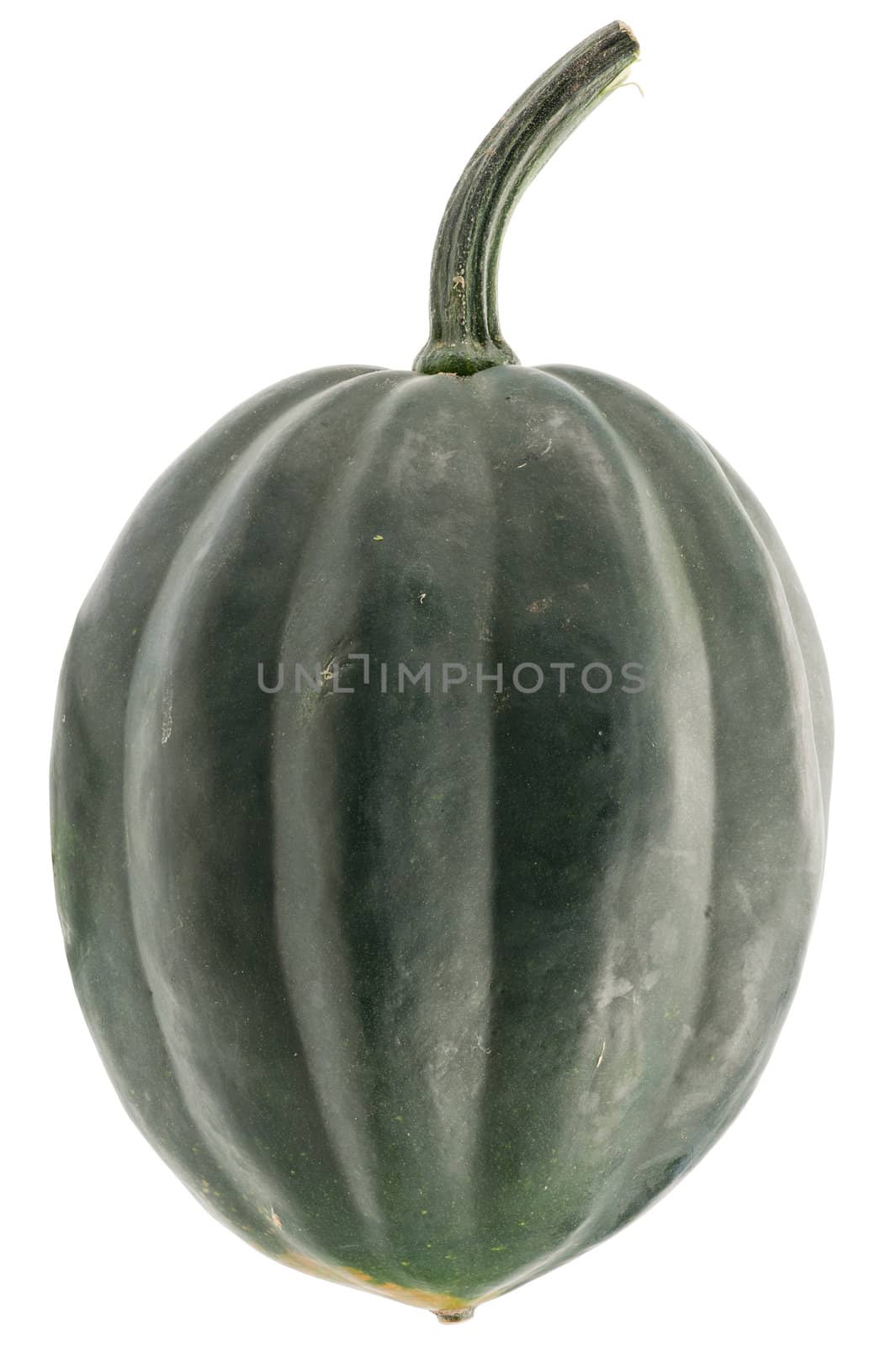 Green pumpkin isolated on white background. Pumpkin is ecological and natural, grew in rural garden. 