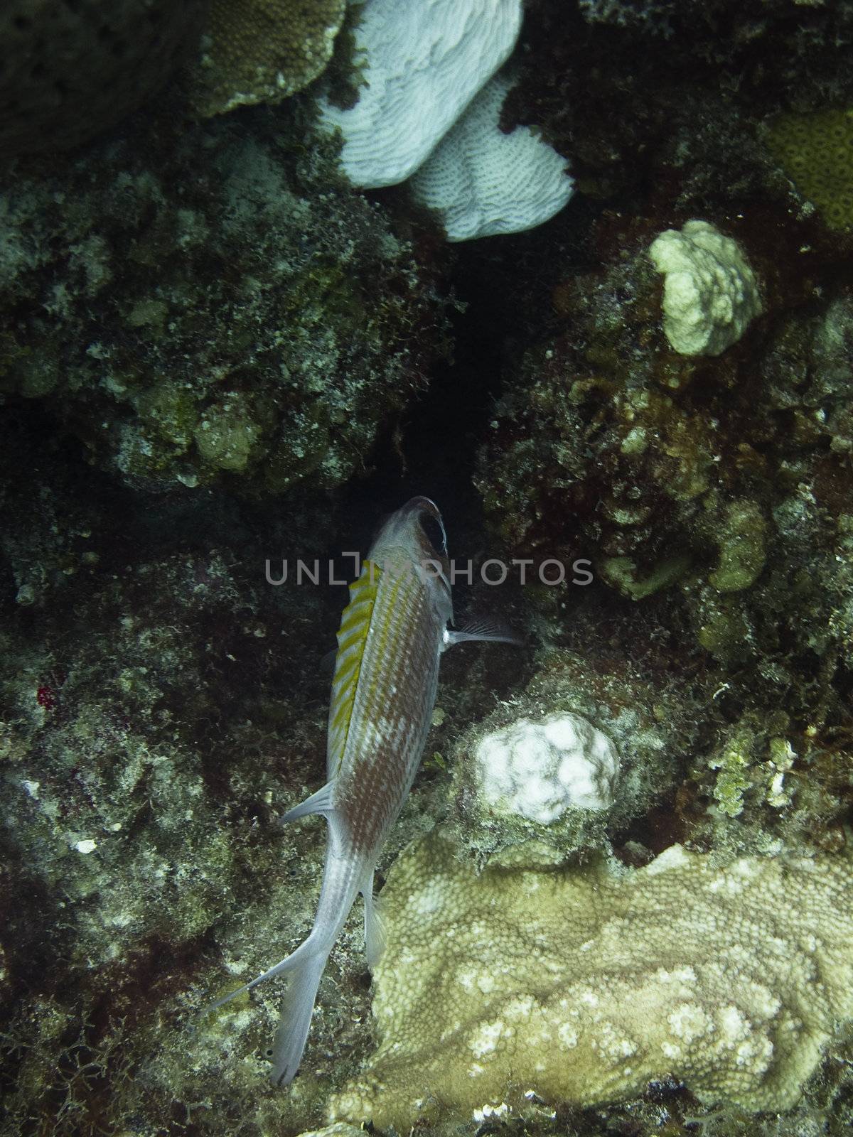 Underwater photo of a fish in a coral reef