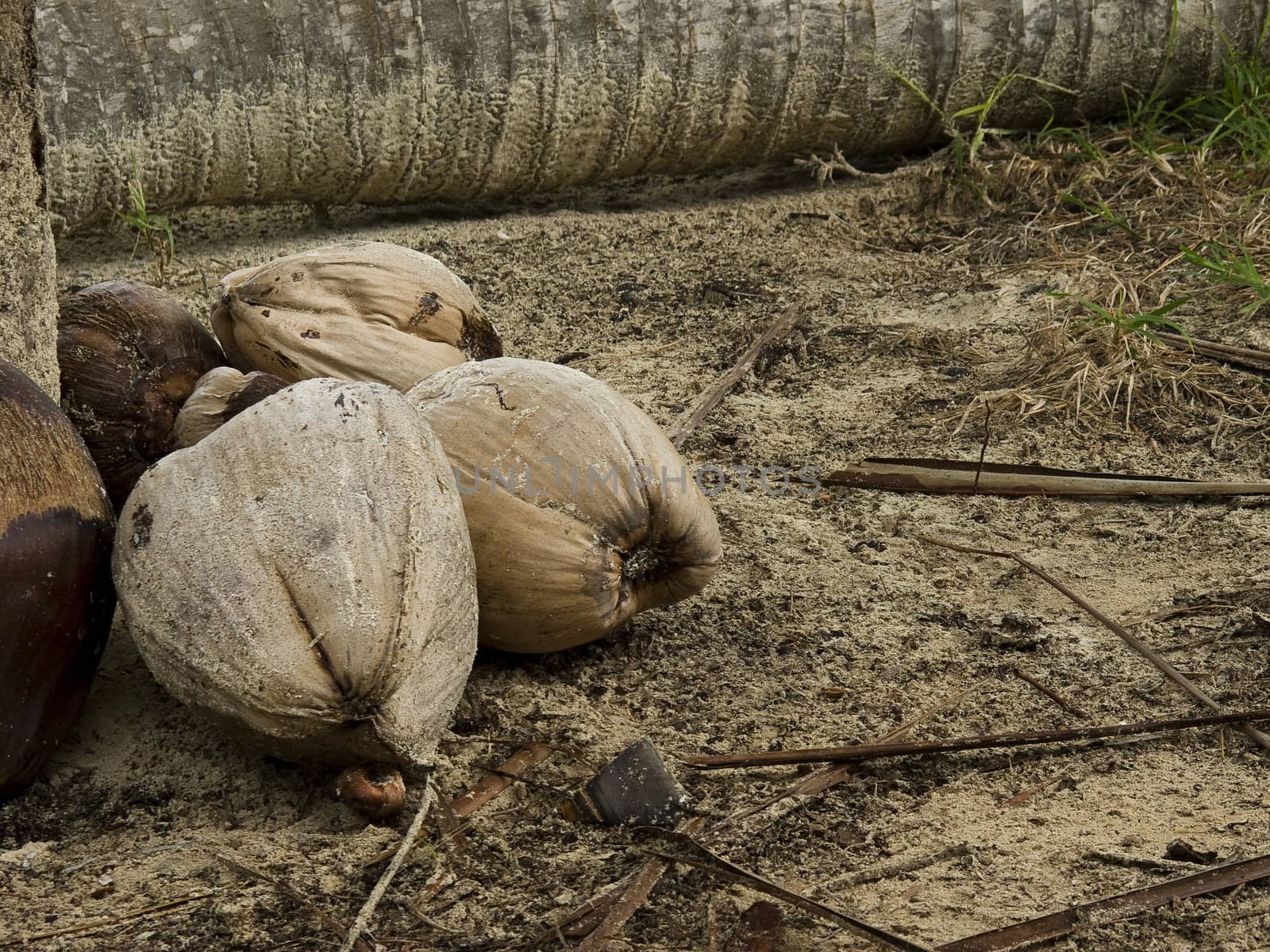 fallen coconut around a palm tree