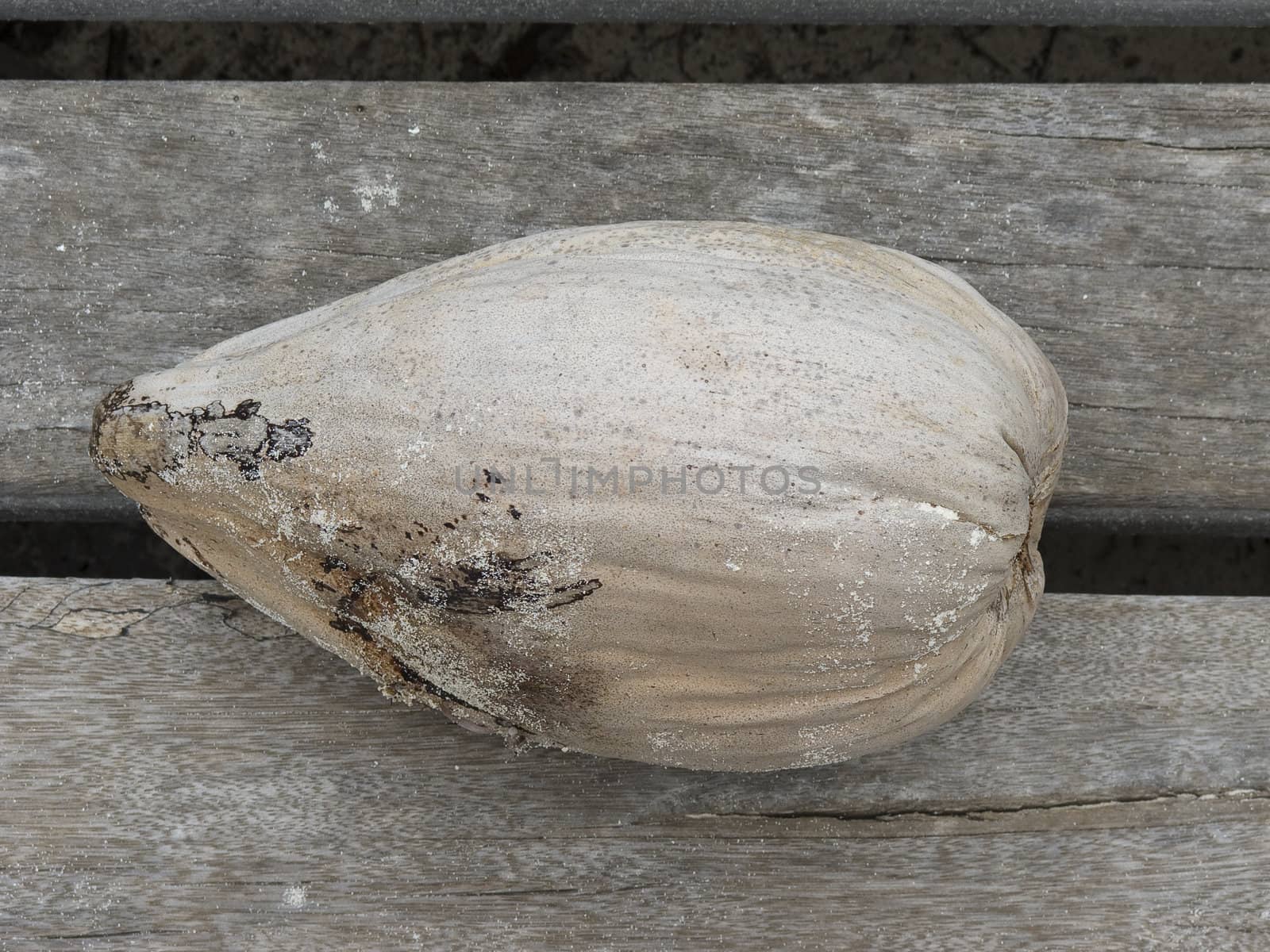 dried up coconut on wooden planks