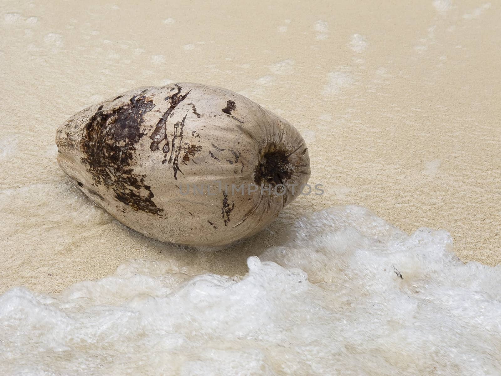 dried up coconut washed up on the beach